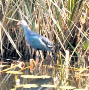 Abandoned wetland turns lively with migratory birds