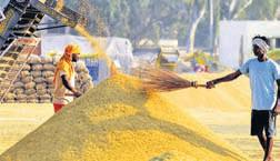 J'khand launches paddy procurement exercise