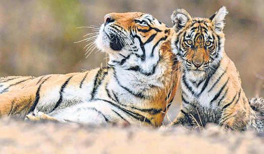 Wildlife census commences in Jharkhand