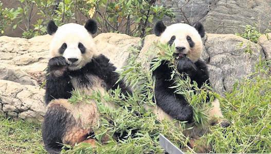 Pandas caught in crossfire of China, Japan tensions over Taiwan