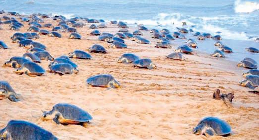 Olive Ridleys start mating, security beefed up along Ganjam shores