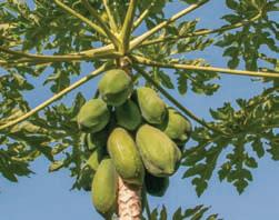 Woman dies after green papayas fall on her head, chest