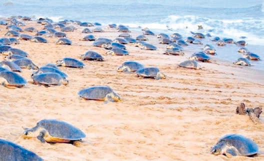 Olive Ridley turtles' satellite tagging reinitiated to track migration pattern