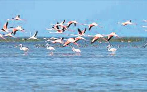Govt to restore Chilika lake
