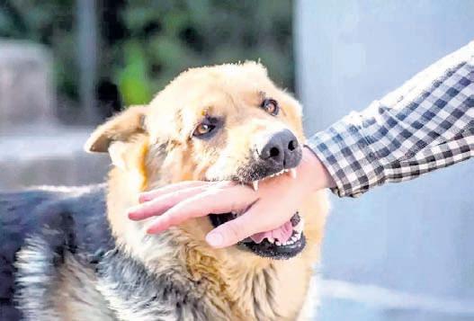 Delhi: Human rabies to be declared notifiable disease