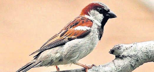 Artificial nests installed in Ganjam village for conservation of sparrows