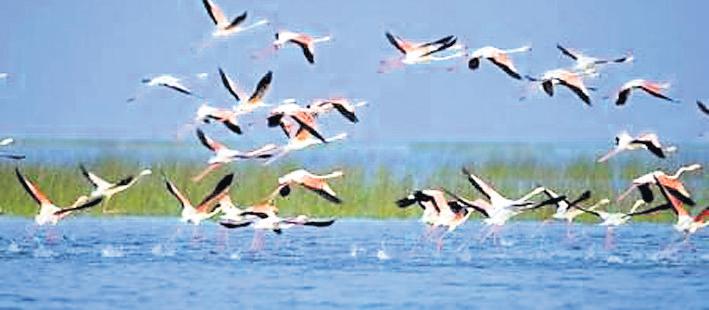 CM bats for protection, revival of Chilika
