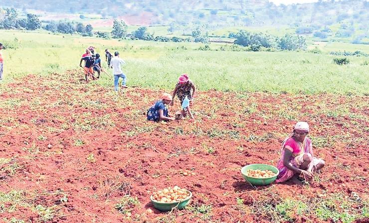 Potato output hit in Koraput; officials blame climate change