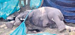 Tusker found dead in Khesada forest