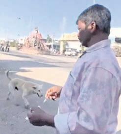 Stray dog massacre in T’gana