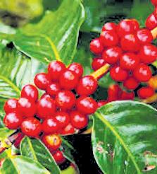 Resentment brews as Daringbadi beans branded as Koraput Coffee