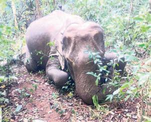 Female elephant found dead