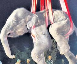 Joint raids in Angul forests
