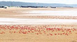 Dwindling population of red crabs sparks concern