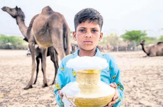 India's first camel milk plant procures 4,754 litres daily