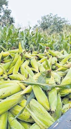 Absence of maize mandi in Koraput forces farmers into distress sale