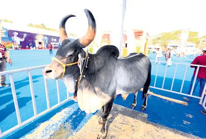 Kankrej bull: A royal symbol of power & performance