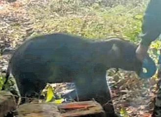 Elephant calf trapped in fishing net rescued