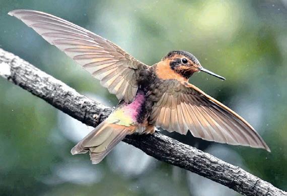Ancient Ecuadorian forest last refuge for hummingbird