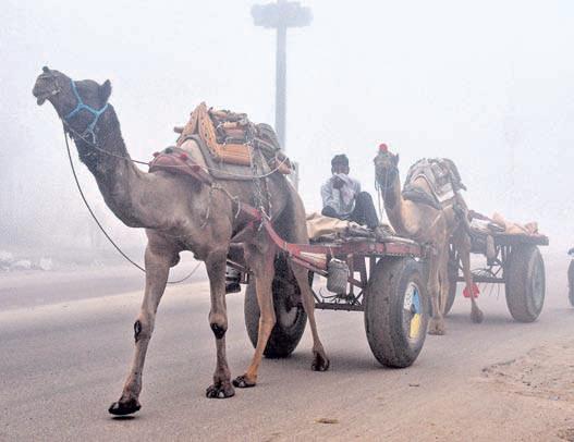 Rain, hail, strong winds lash Rajasthan