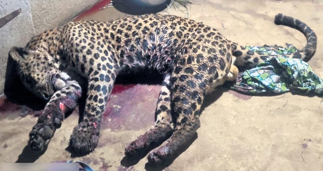 MAN FIGHTS OFF LEOPARD
