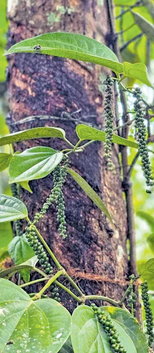 Koraput emerges as new pepper cultivation hub