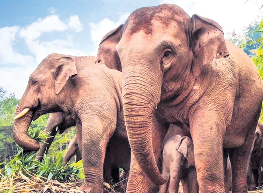 ALERT LOCALS IMMEDIATELY ABOUT WILDLIFE MOVEMENT: FOREST MIN