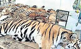 72 tigers at tourist parks died of canine distemper