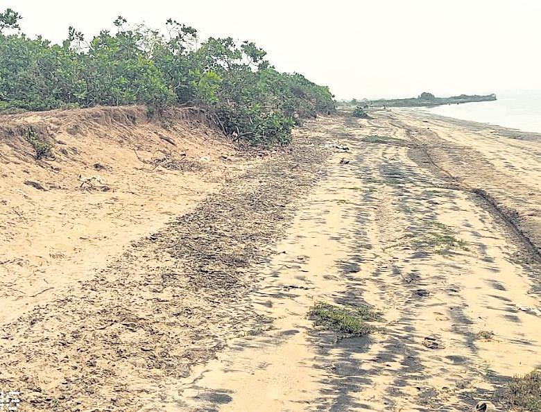 Tidal ingress washes away cashew forest