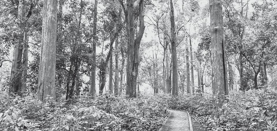 FREEBIES DEVOUR FORESTS