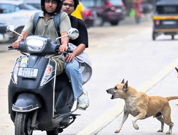 Rajasthan dog-bite cases rise 2X in '25