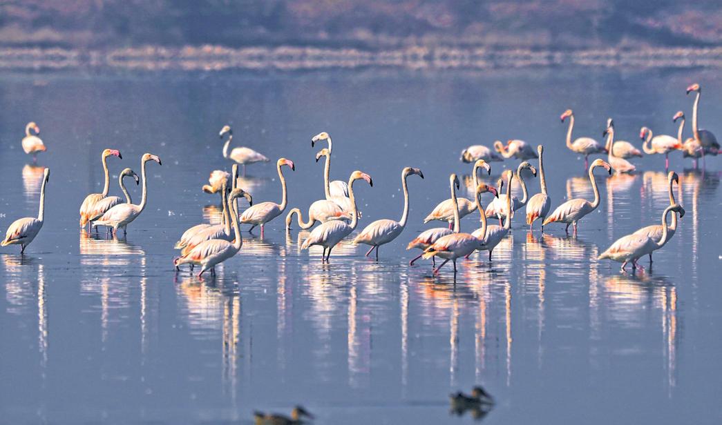 Flamingo habitats drop as wetlands turn toxic