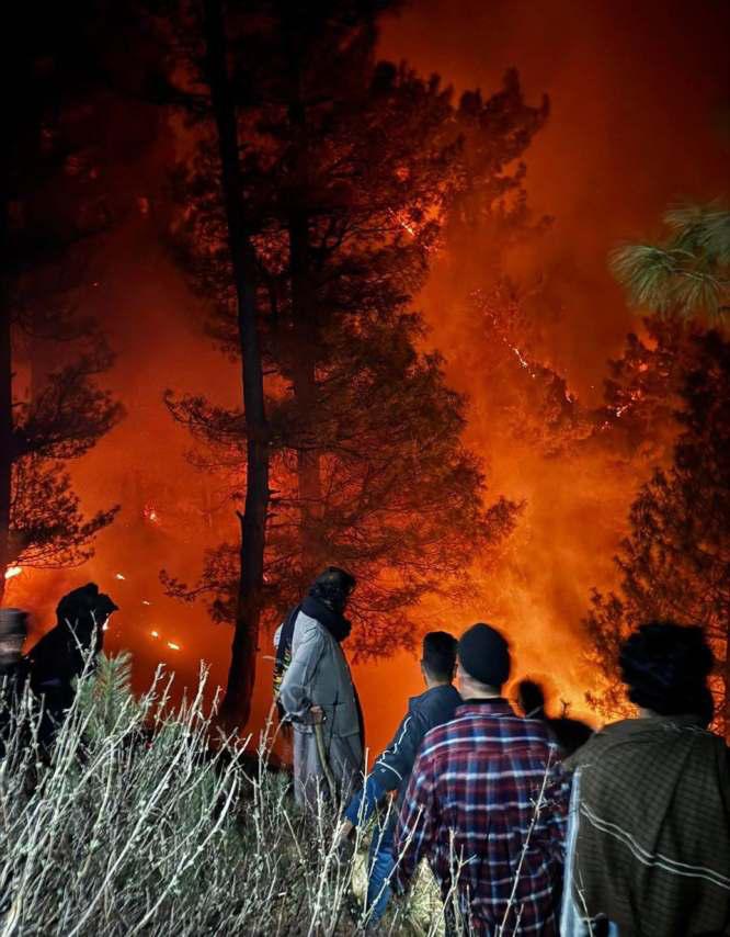 Carelessness Turns Catastrophic in Kashmir's Forests