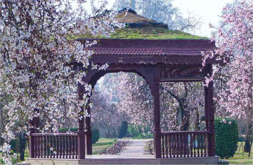 Bahar in Badamwari