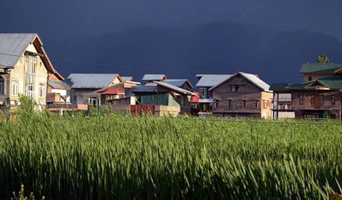 Kashmir's Agricultural Emergency