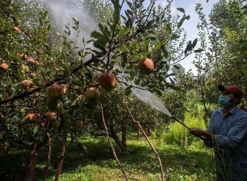 Kashmir Orchardists Turn To Unapproved Growth Regulators