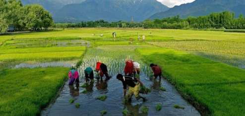 ‘Kashmir's Shift To Horticulture Increases Rice Dependence On Other States’