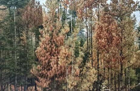 What I Saw in Kashmir's Silent Forests