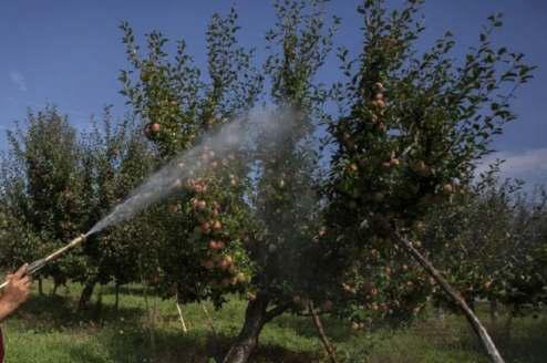 'Spray Orchards Now To Prevent Fungal Infections'