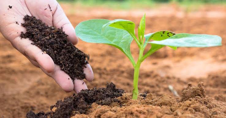 Soil Scam