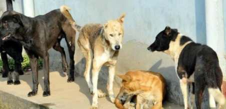 Stray Dog Crisis Deepens In Srinagar City