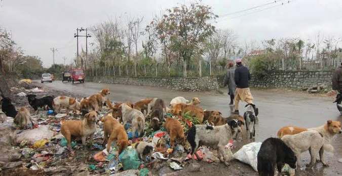 Srinagar's Dog Crisis