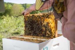 Youth Taking Bee Keeping On Commercial Lines: Dir Agri