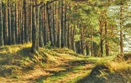 India Lost 18,200 Hectares Of Primary Forest In 2024: Data