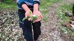 Hailstorm Hits South Kashmir Orchards Again