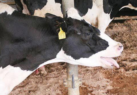 Kashmir's Animal Alarm
