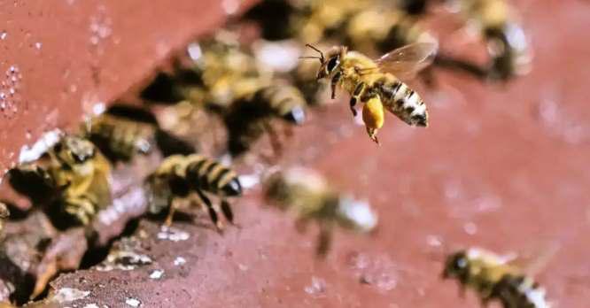 Nagaland University Researchers Identify Stingless Bee Species To Increase Agricultural Yield