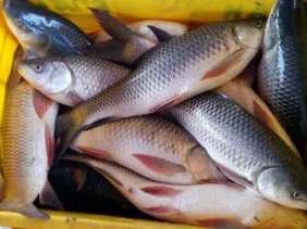 Dal Lake Gets 6 Lakh Fish Seed For Eco-Restoration