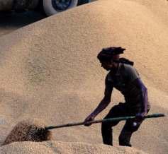 India's Rice Bins Are Stuffed And Another Record Crop Coming