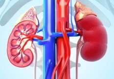 'High Uric Acid Can Lead To Chronic Kidney Disease, Cardiovascular Risk'
